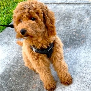 Meet your Posher, Matt